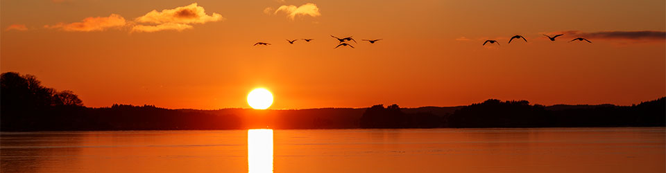 Flygande_gess_960_X3I2015